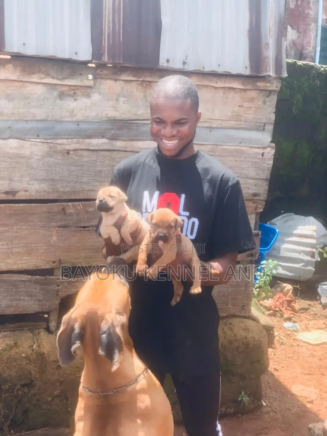1-3 months Male Purebred Boerboel