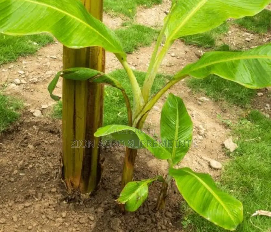 Hybrid Banana Sucker