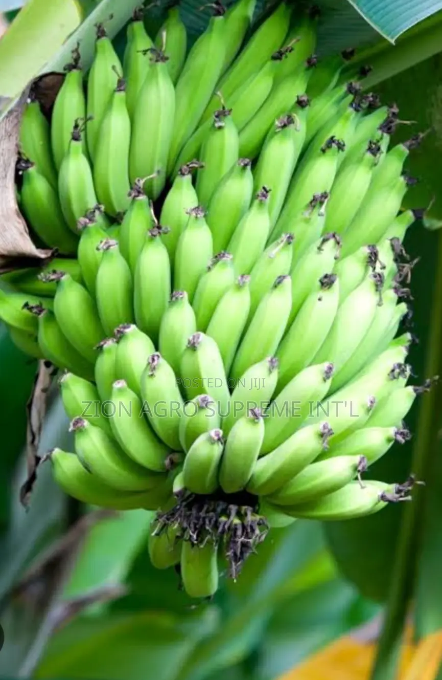 Hybrid Banana Sucker