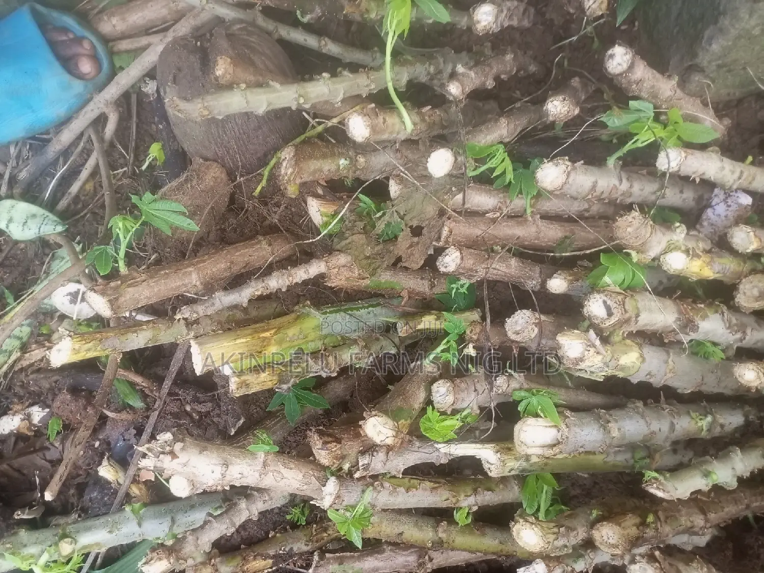 Cassava Stem for Sale