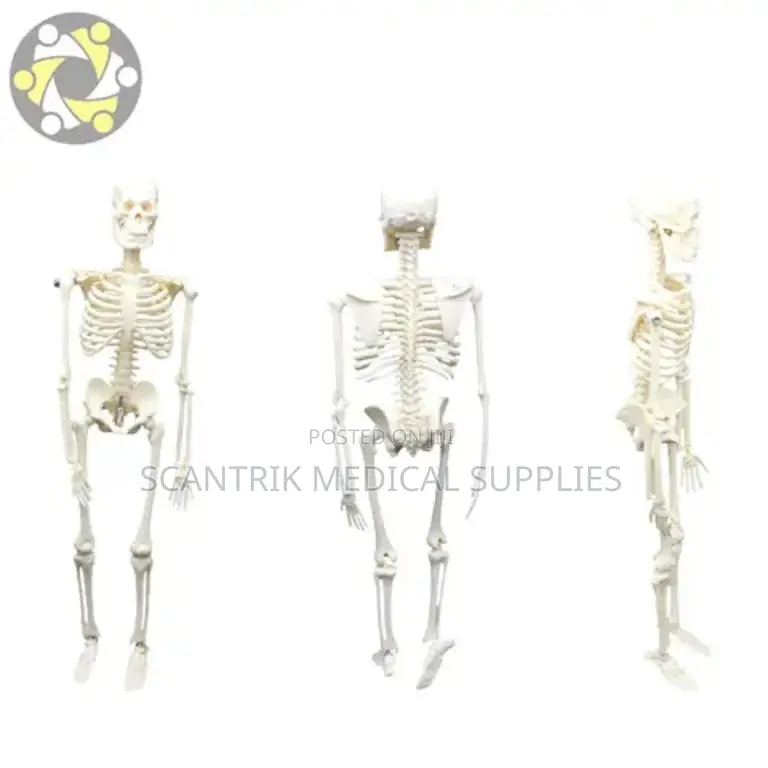 Scientific Human Skeleton