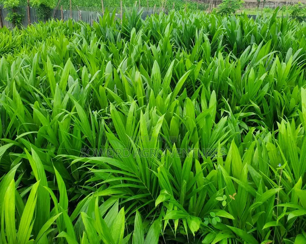 High Yielding Tenera Oilpalm Seedlings