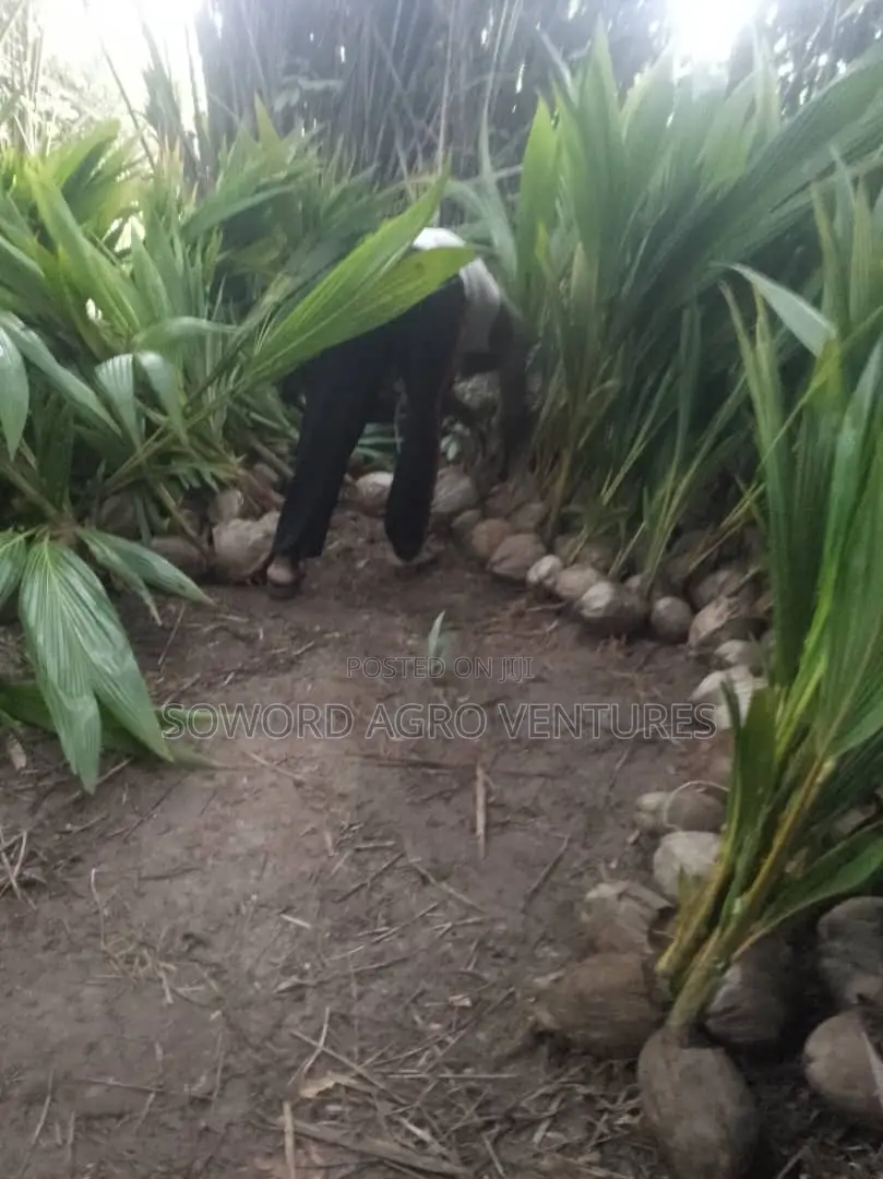 Hybrid Dwarf Coconut Seedlings