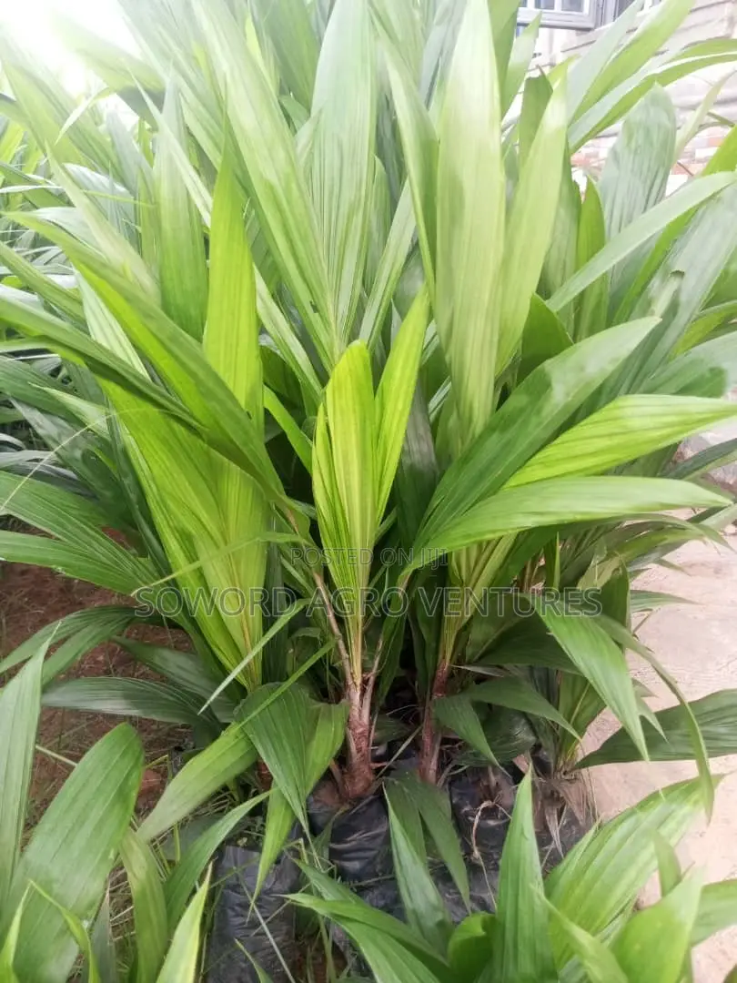 High Yielding Tenera Oilpalm Seedlings