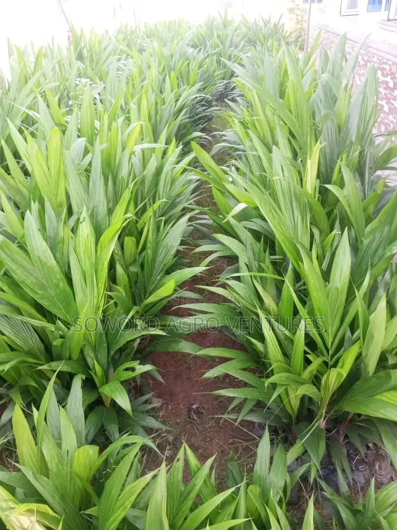 High Yielding Tenera Oilpalm Seedlings