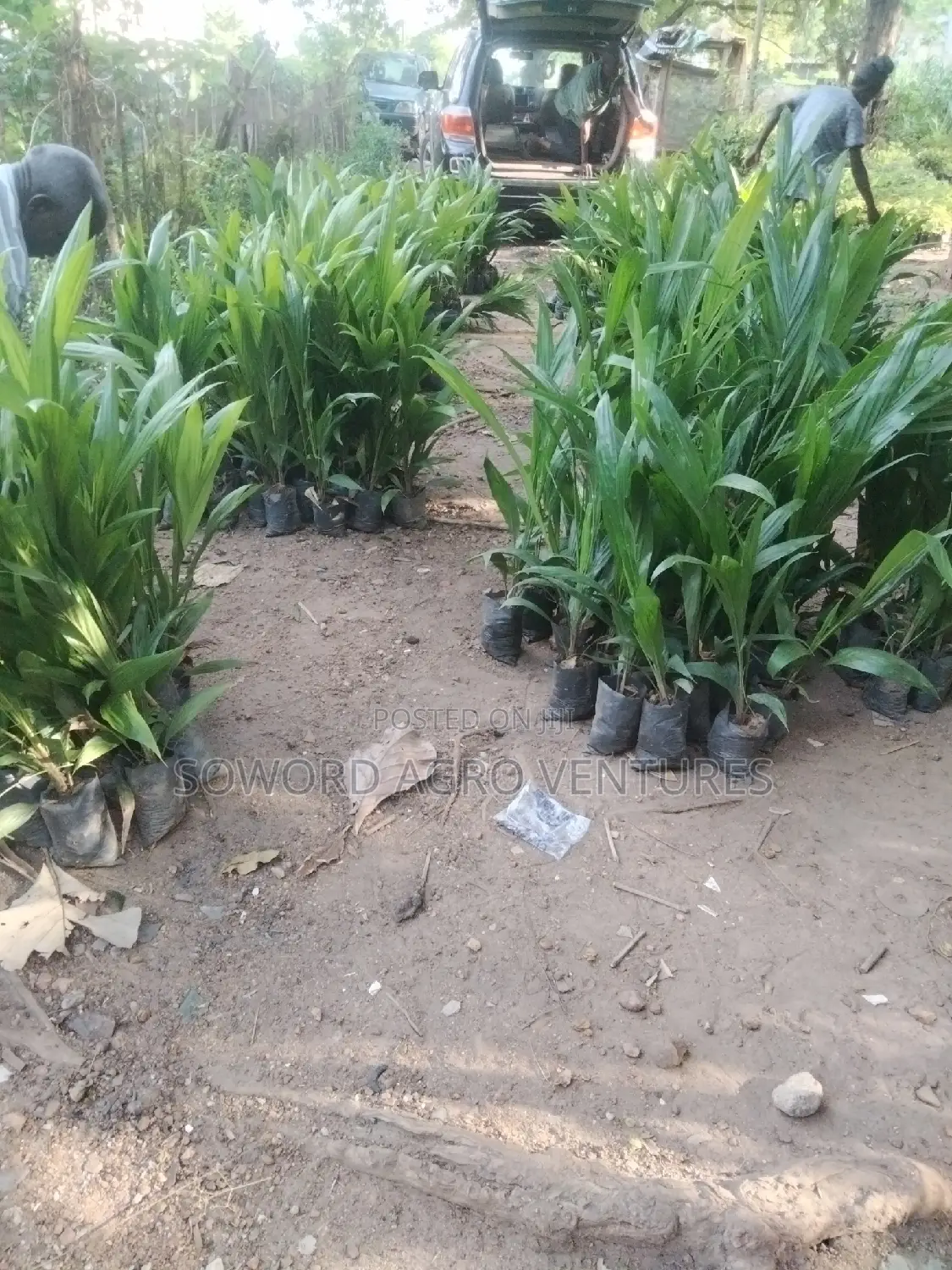 High Yielding Tenera Oilpalm Seedlings