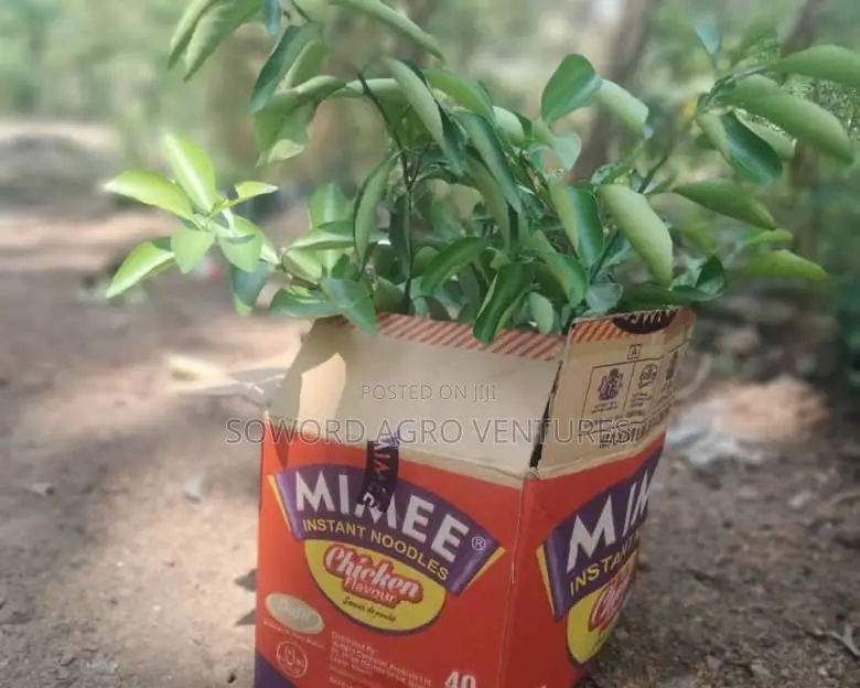 Hybrid Budded Citrus Seedlings. I.E Sweetorange, Lemon, Lime