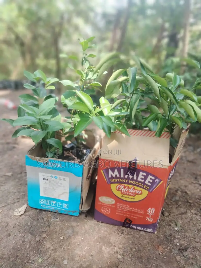 Hybrid Budded Citrus Seedlings. I.E Sweetorange, Lemon, Lime
