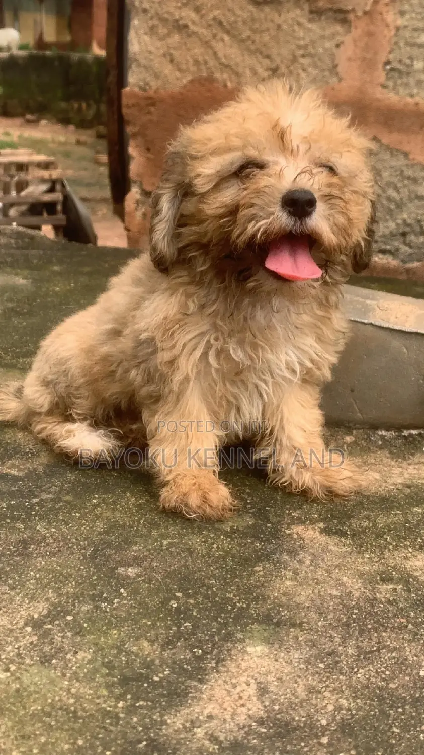 1-3 months Female Purebred Lhasa Apso