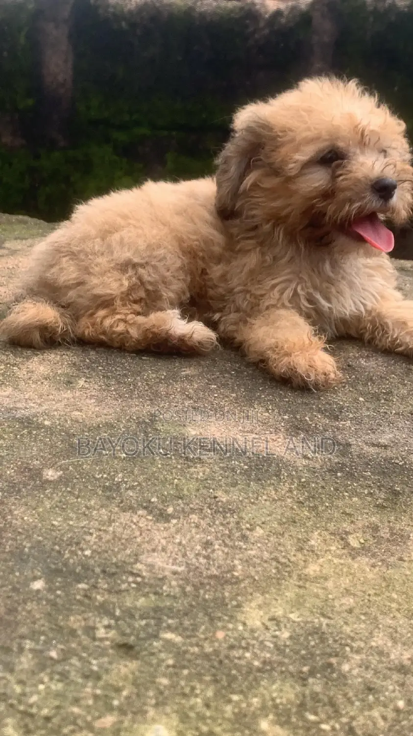 1-3 months Female Purebred Lhasa Apso