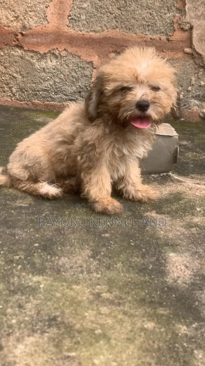 1-3 months Female Purebred Lhasa Apso