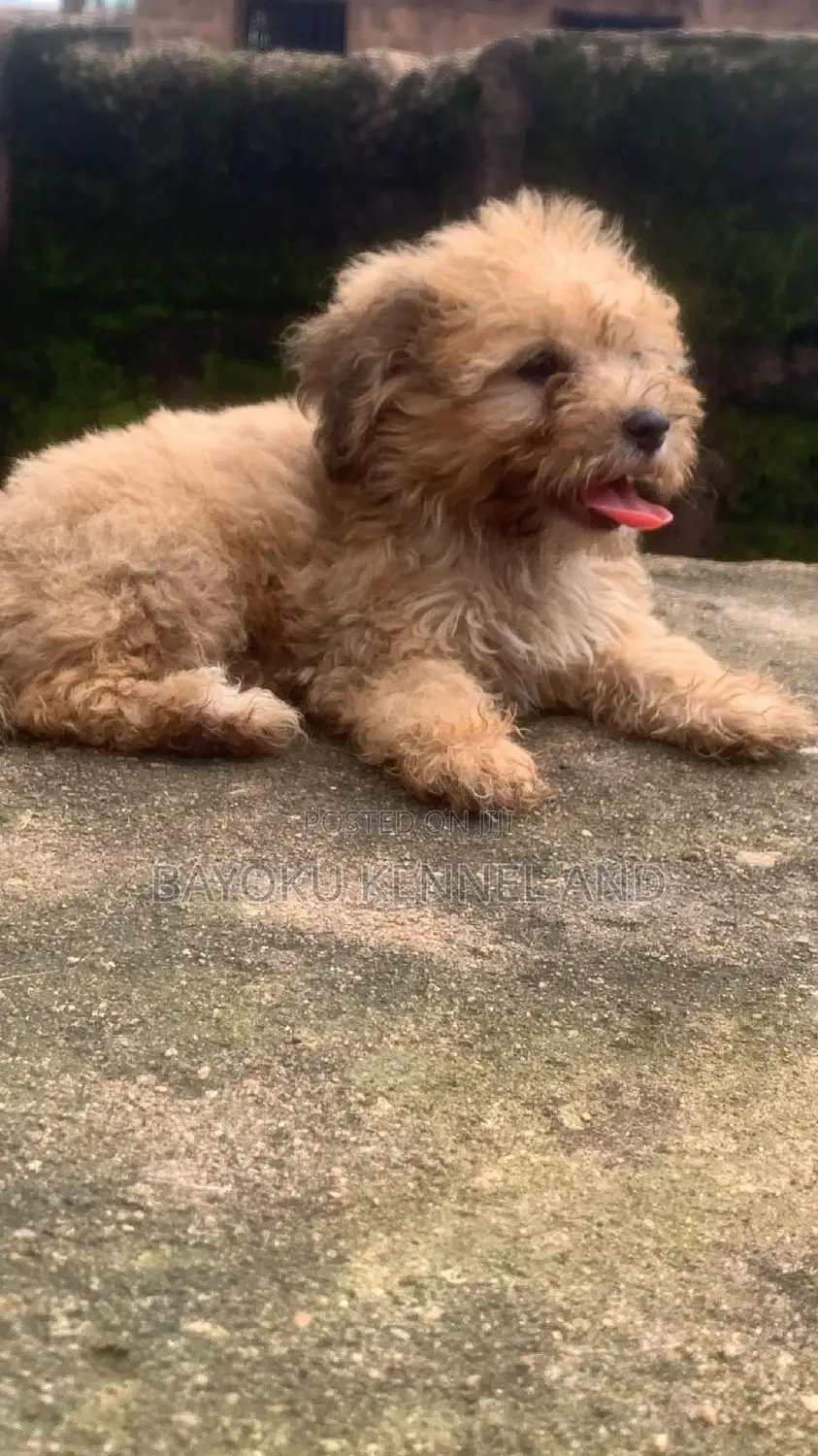 1-3 months Female Purebred Lhasa Apso