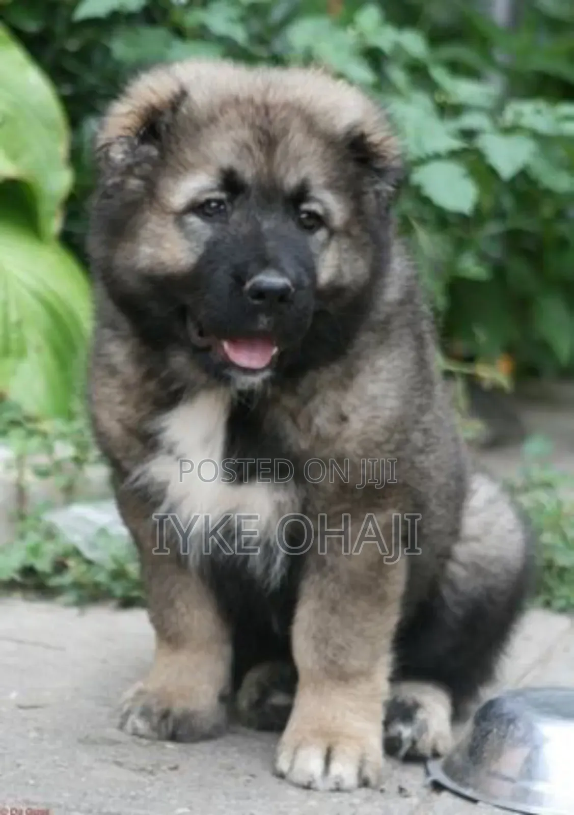 1-3 months Male Purebred Caucasian Shepherd
