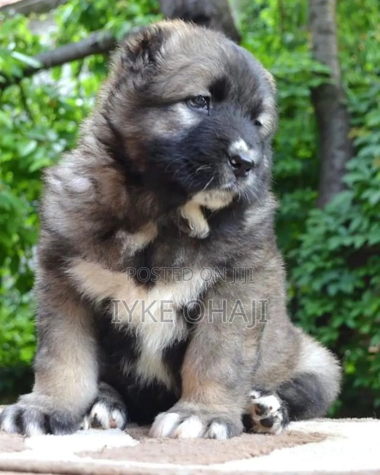 1-3 months Male Purebred Caucasian Shepherd