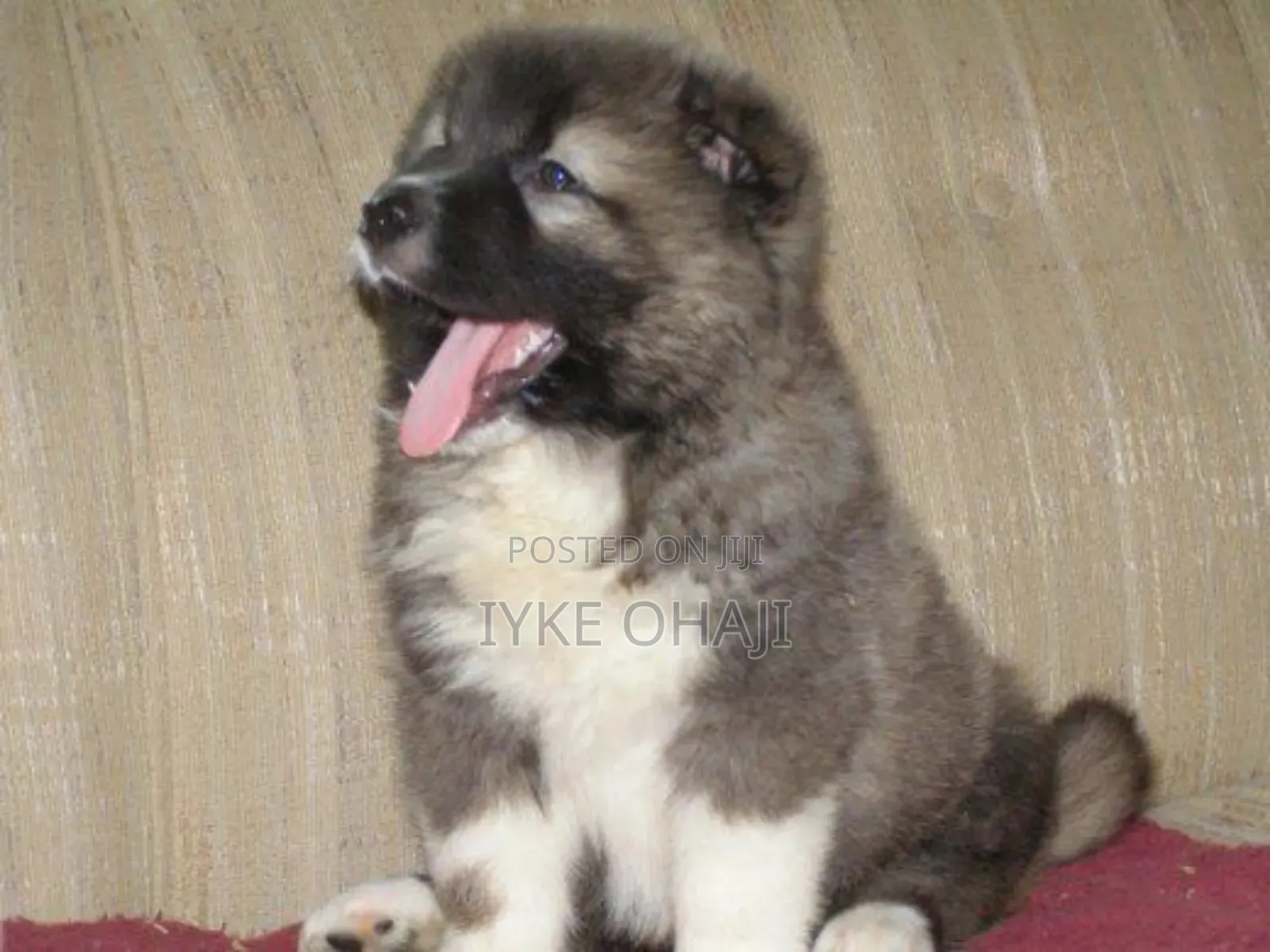 1-3 months Male Purebred Caucasian Shepherd