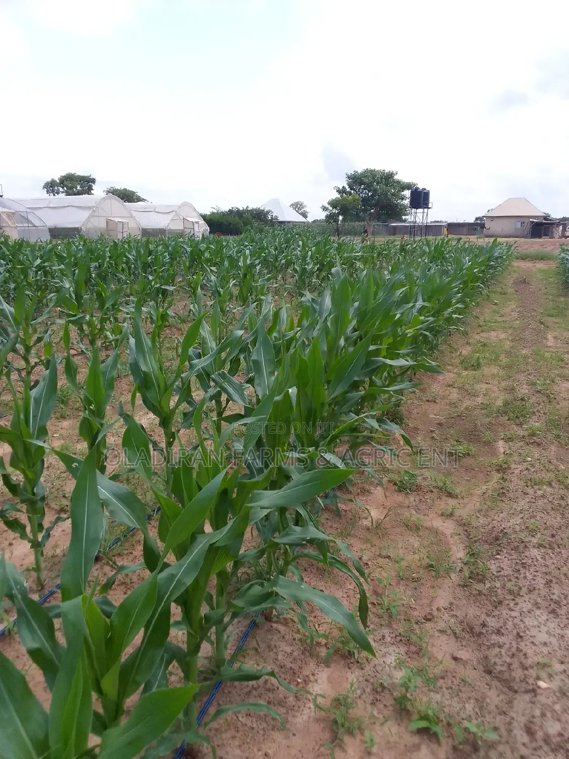 Farm Consultation and Irrigation Setup