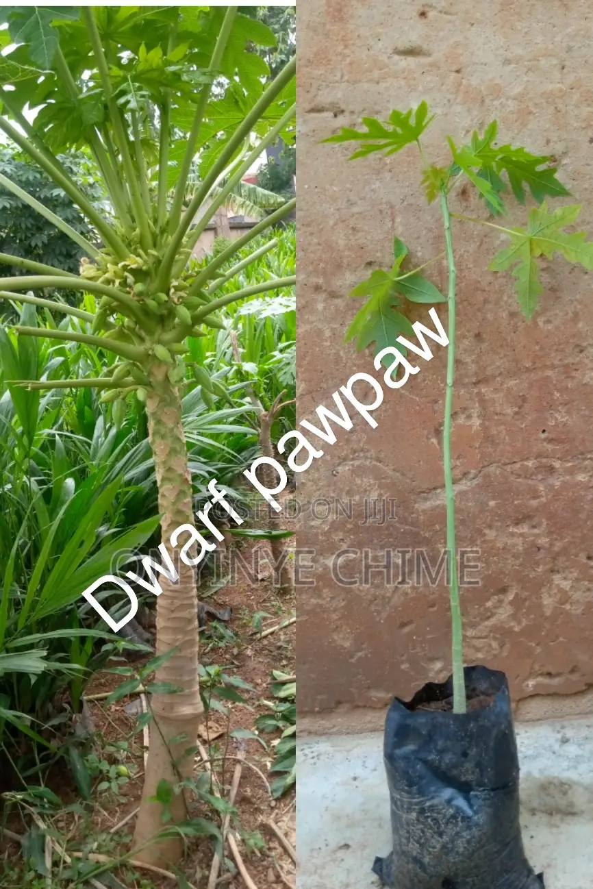 Economic Trees Seedlings in Enugu