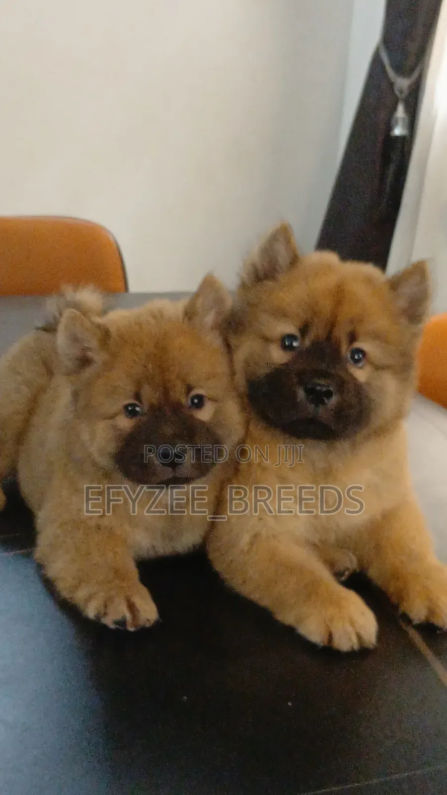 1-3 months Male Purebred Chow Chow