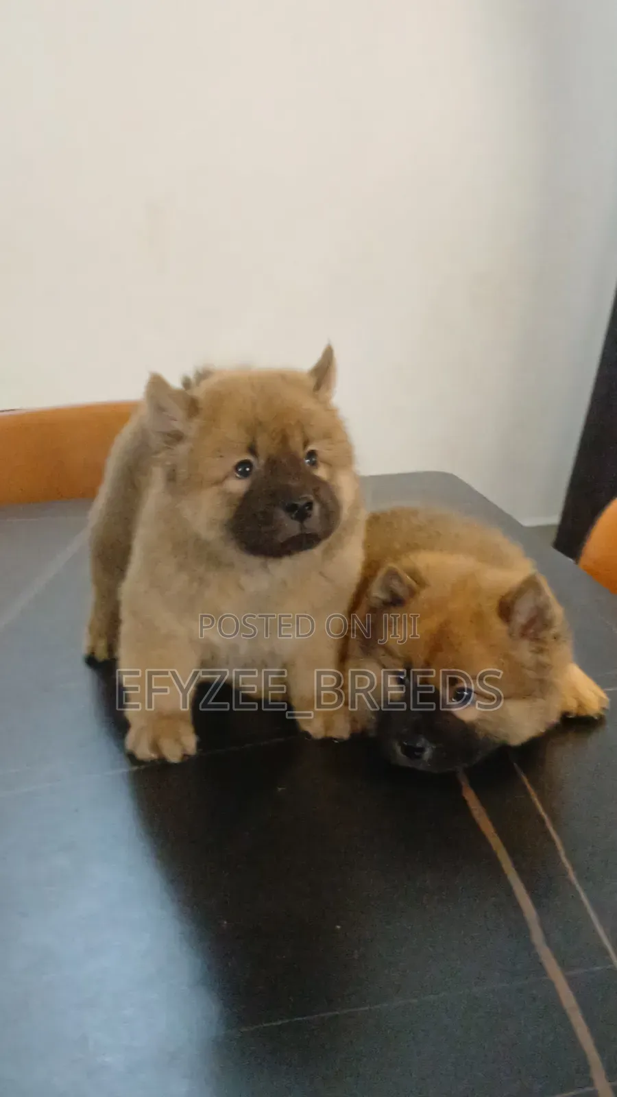 1-3 months Male Purebred Chow Chow