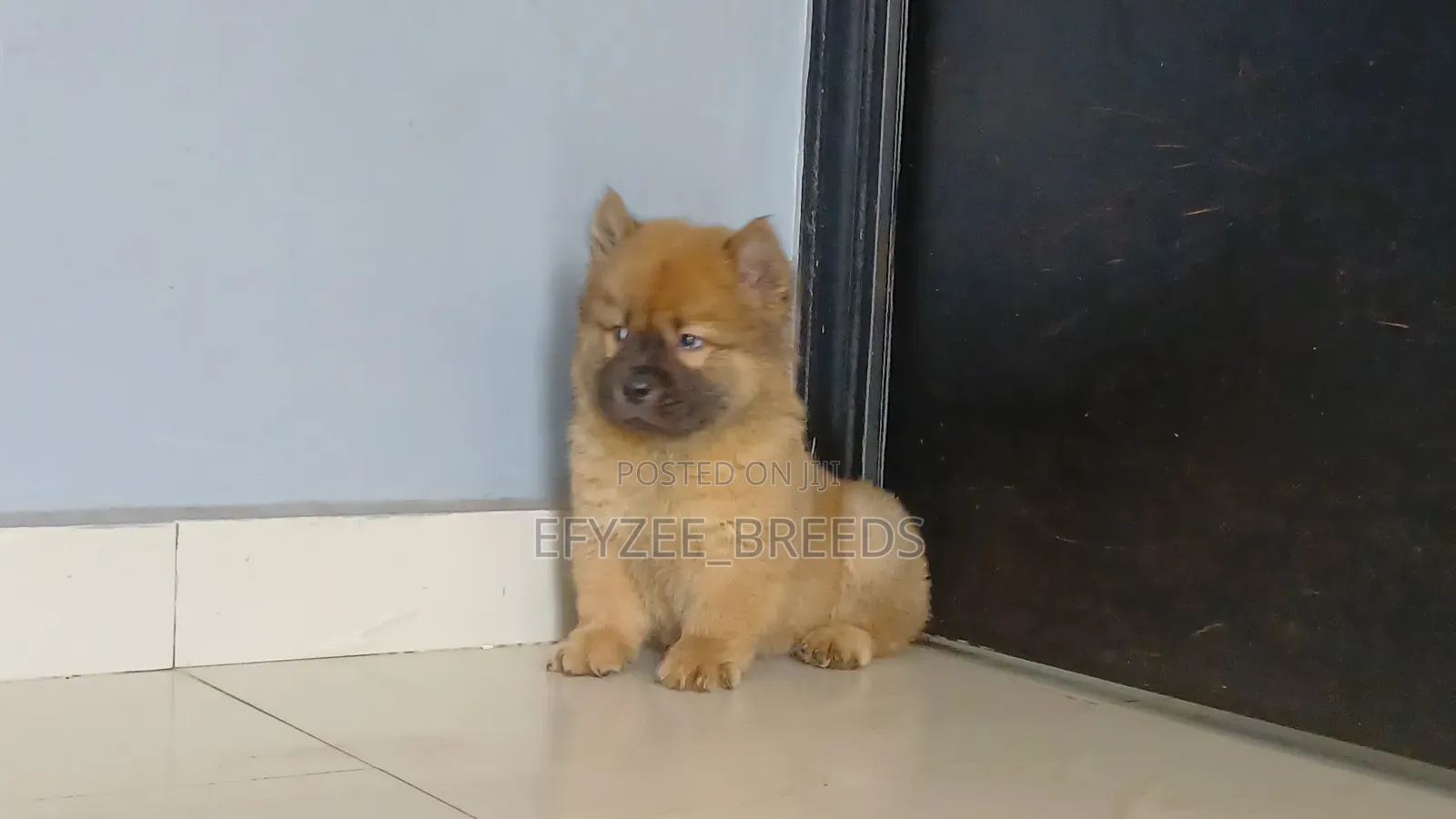 1-3 months Male Purebred Chow Chow