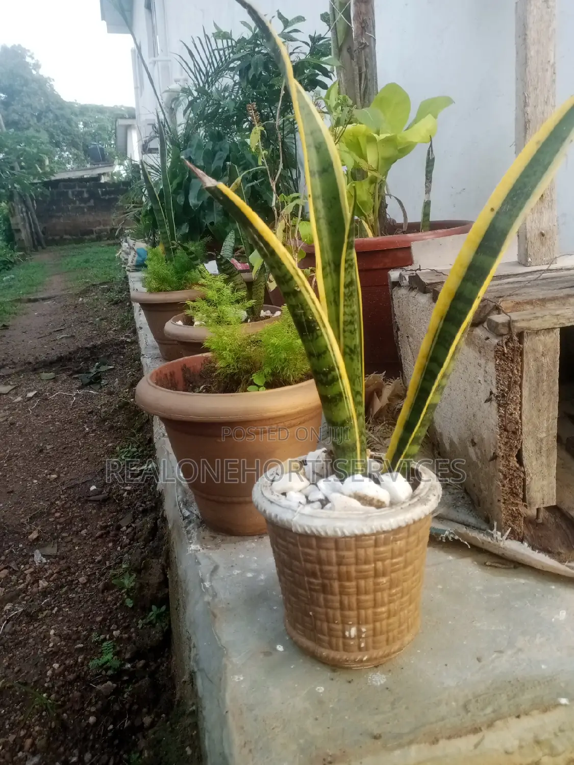 Indoor Potted Plant for Air Purifier and Aesthetic Look