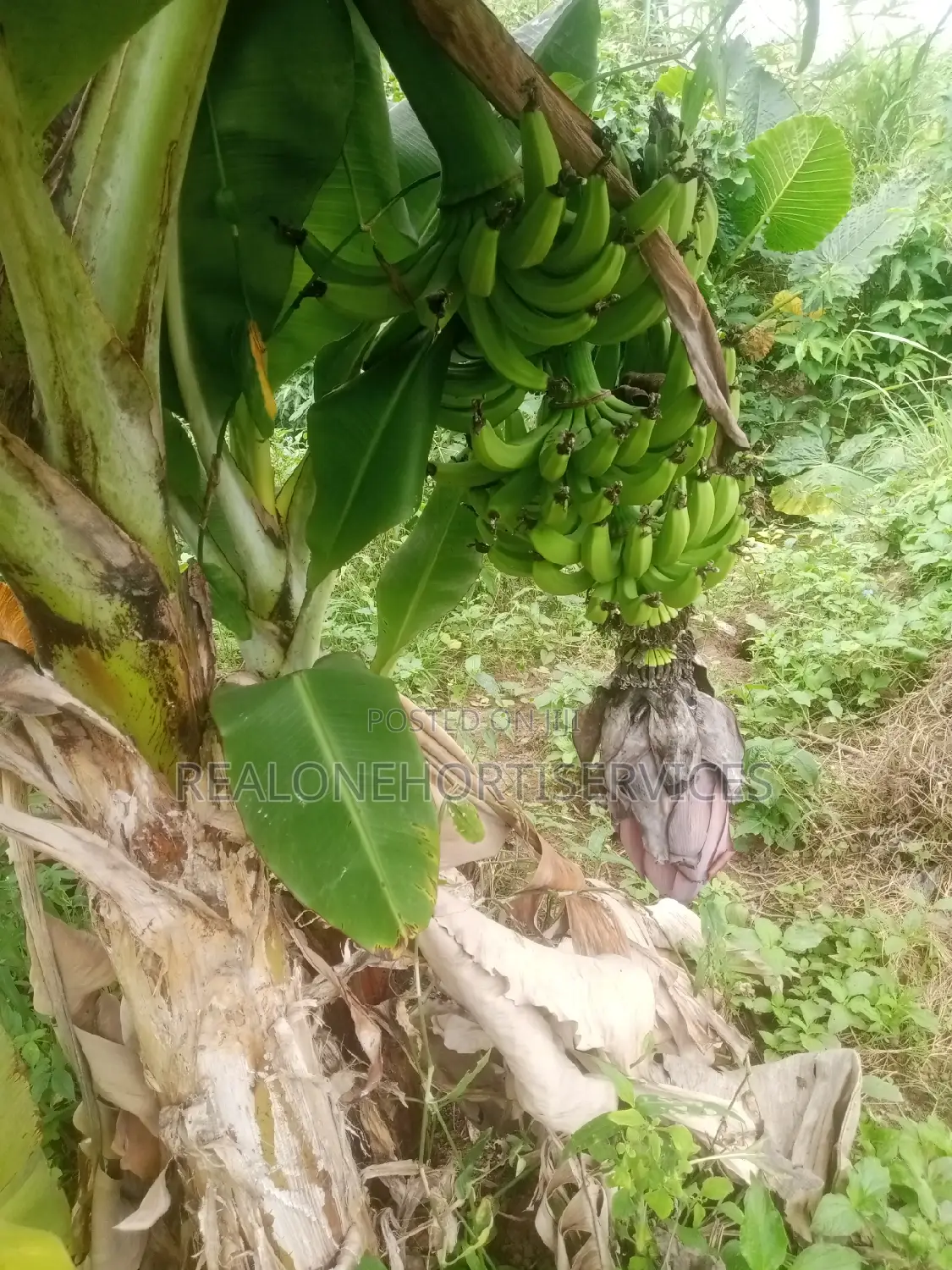 Fruits Seedlings to Plant at Home Garden, Farm (Edible Plants)