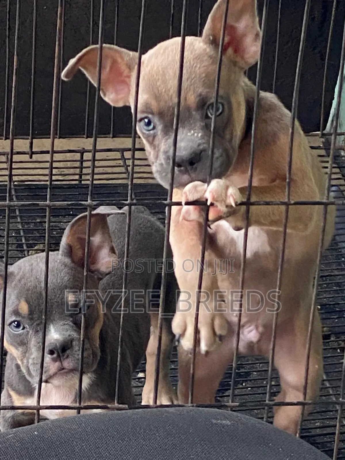 1-3 months Male Purebred American Bully