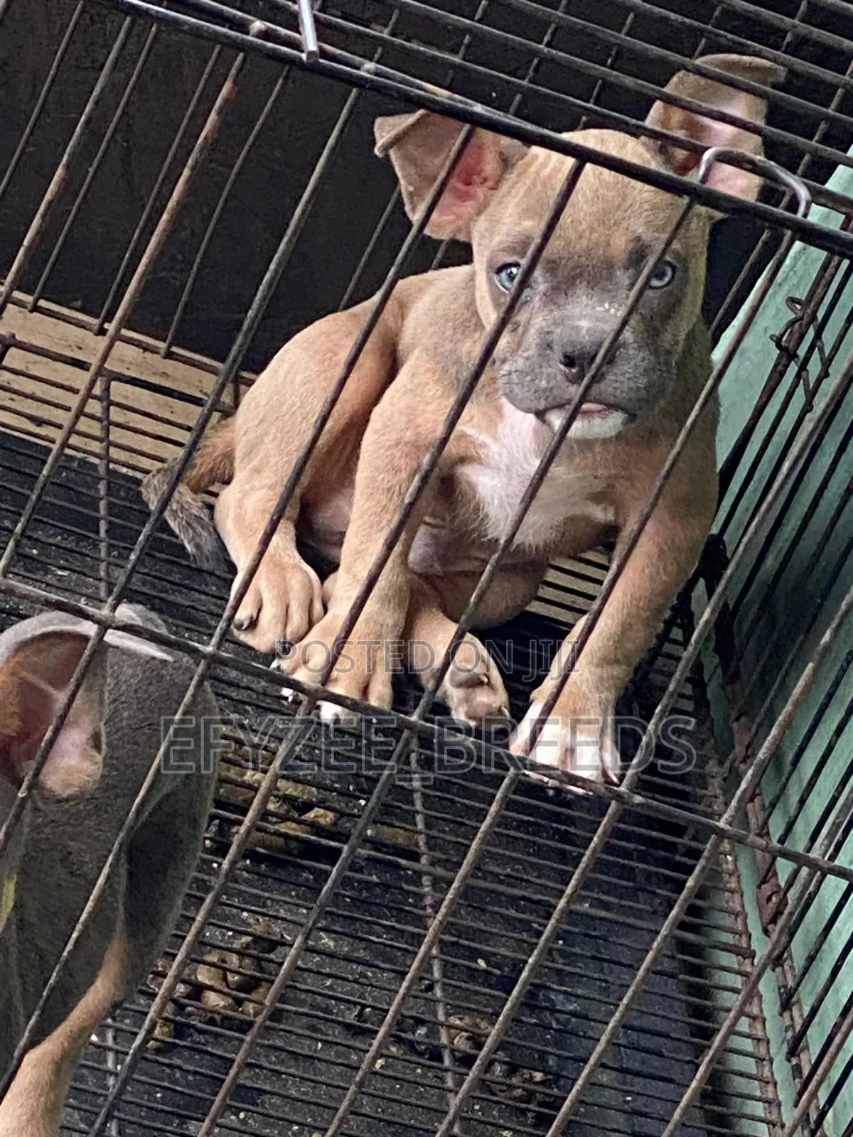 1-3 months Male Purebred American Bully