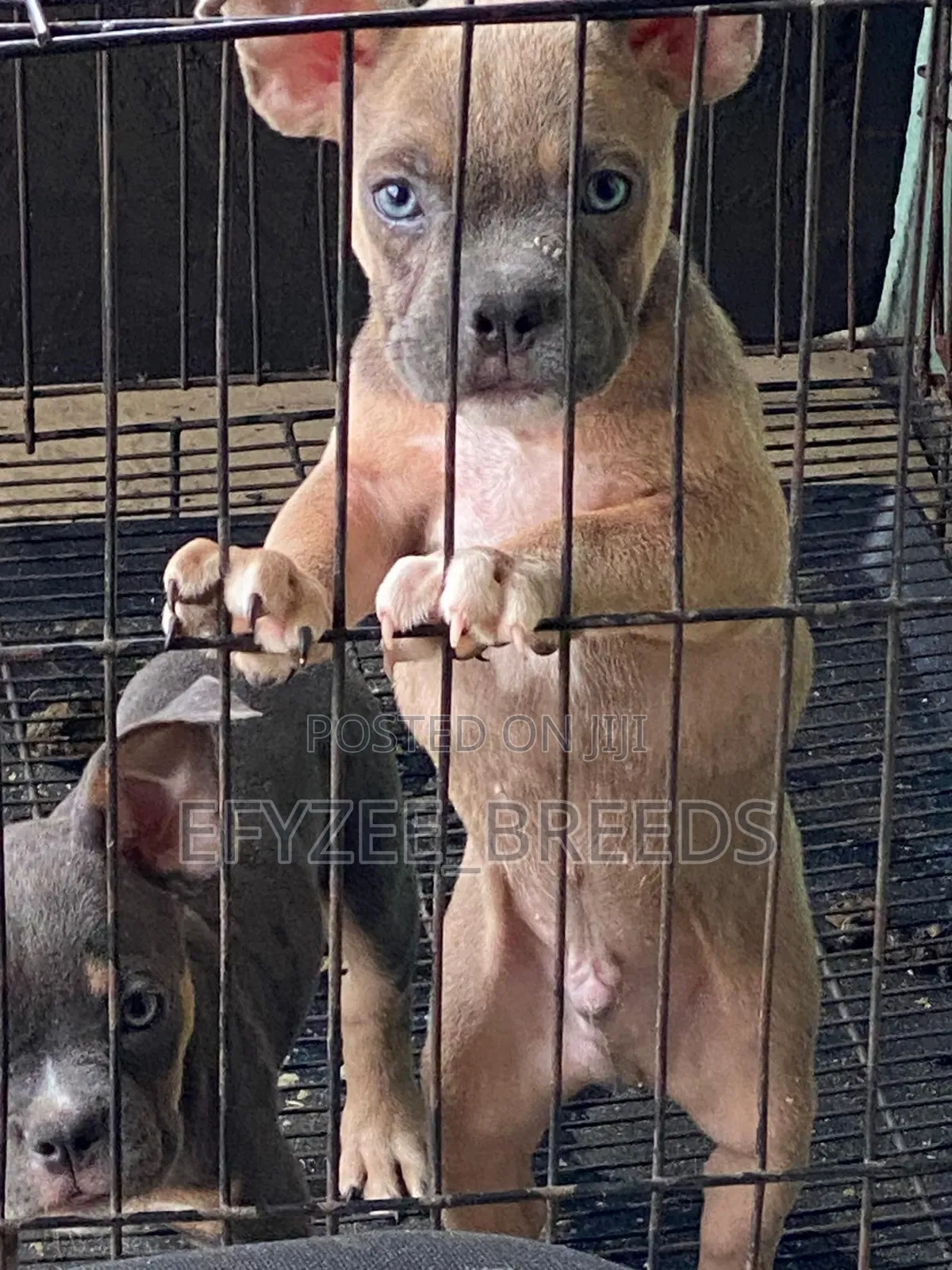 1-3 months Male Purebred American Bully