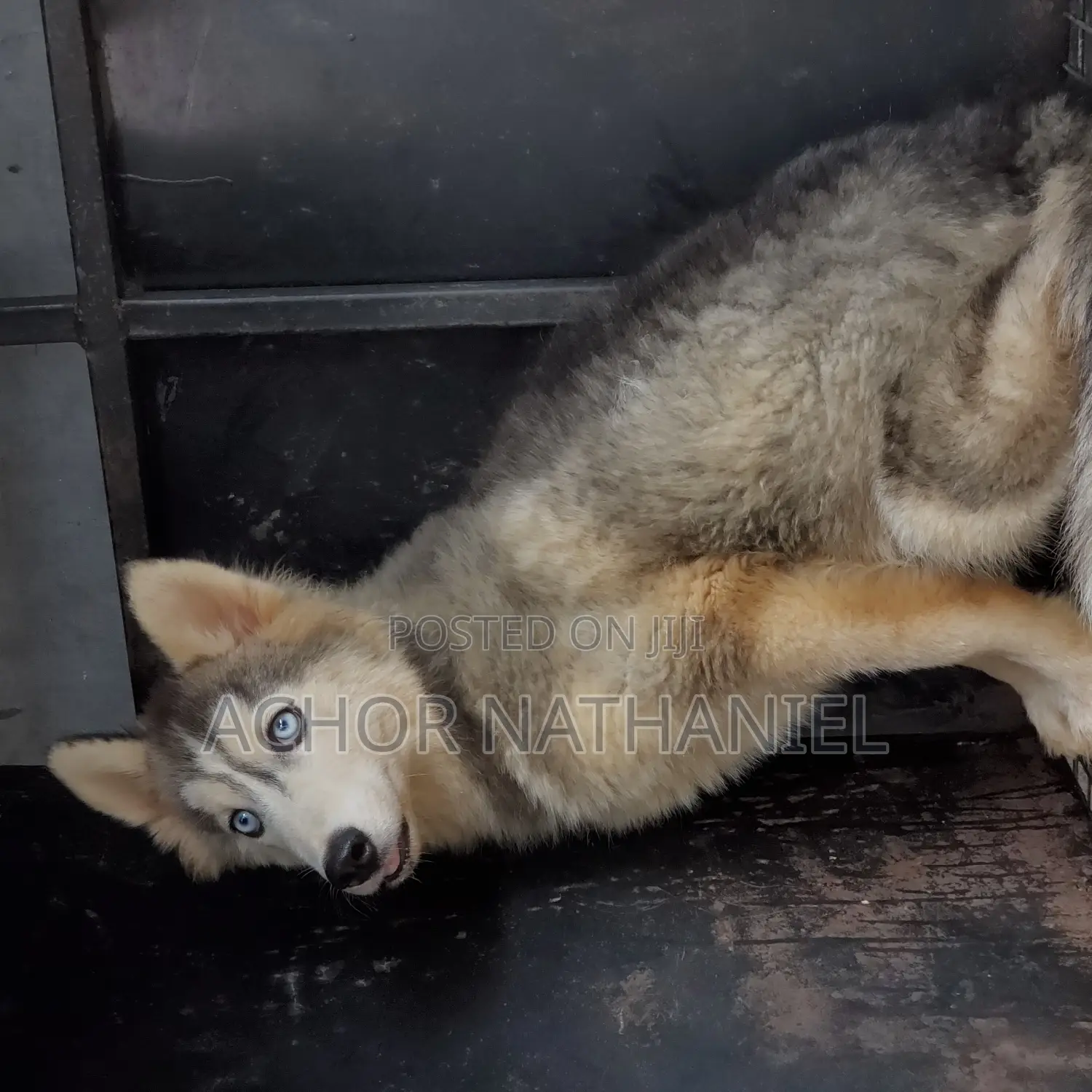 3-6 months Male Purebred Siberian Husky