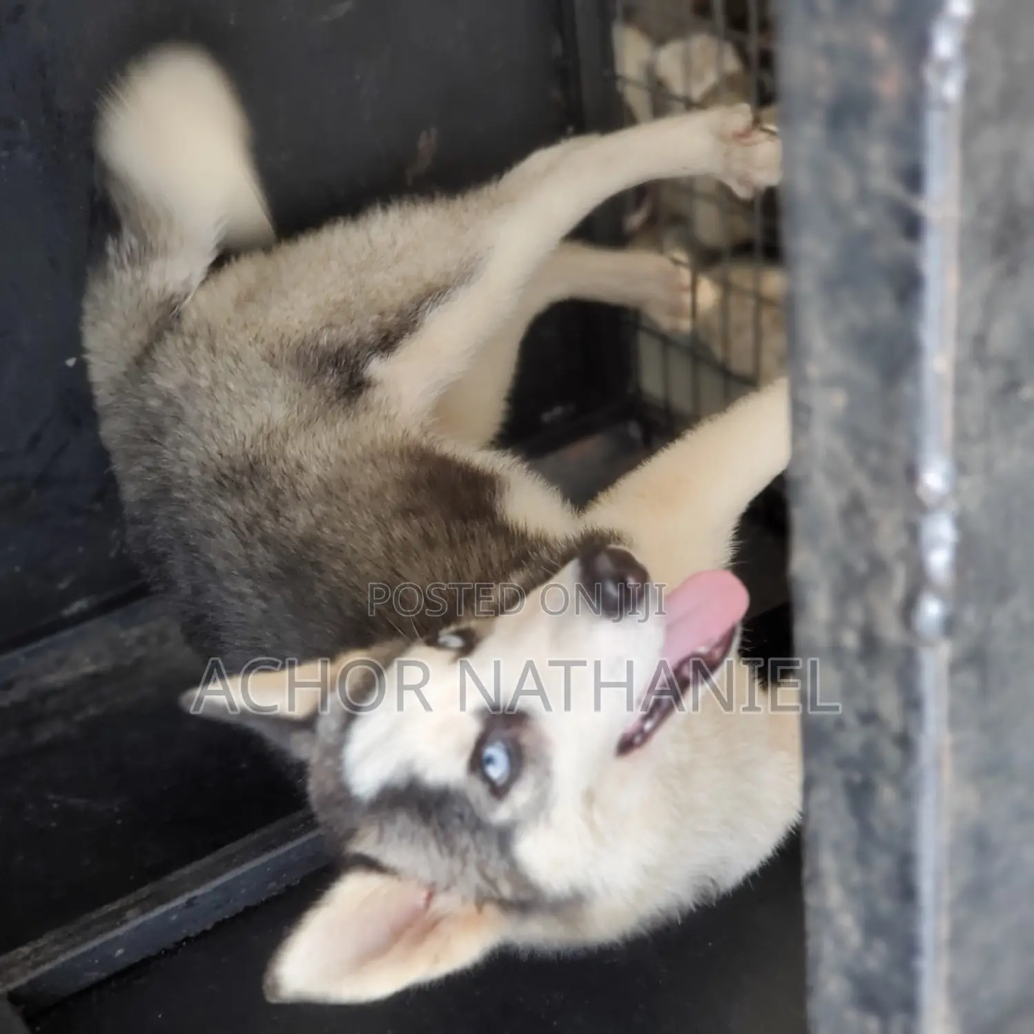 3-6 months Male Purebred Siberian Husky