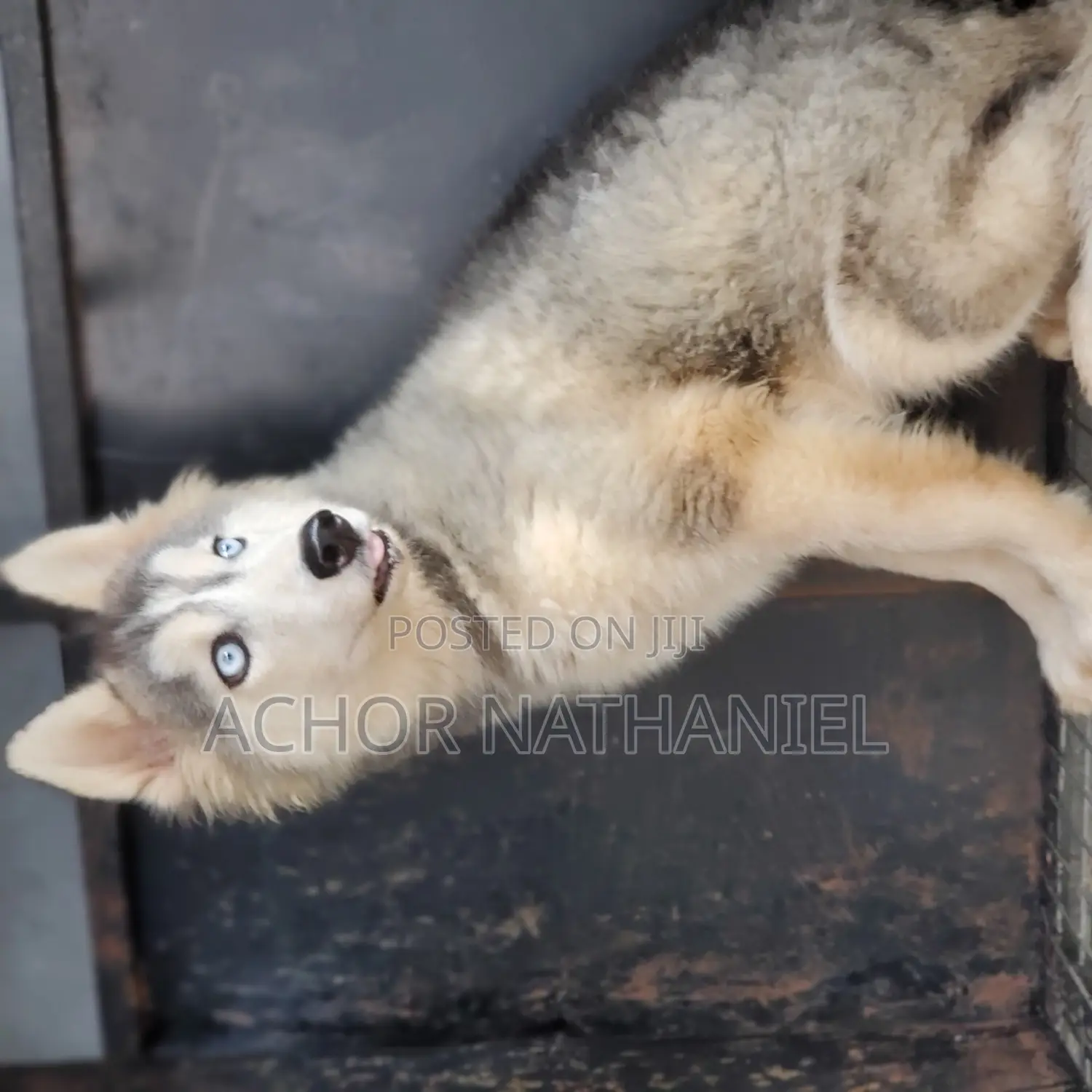 3-6 months Male Purebred Siberian Husky
