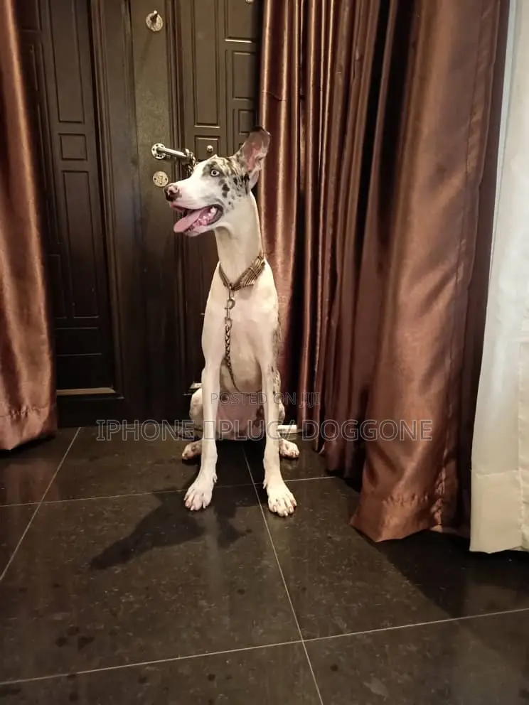 1+ year Female Purebred Great Dane