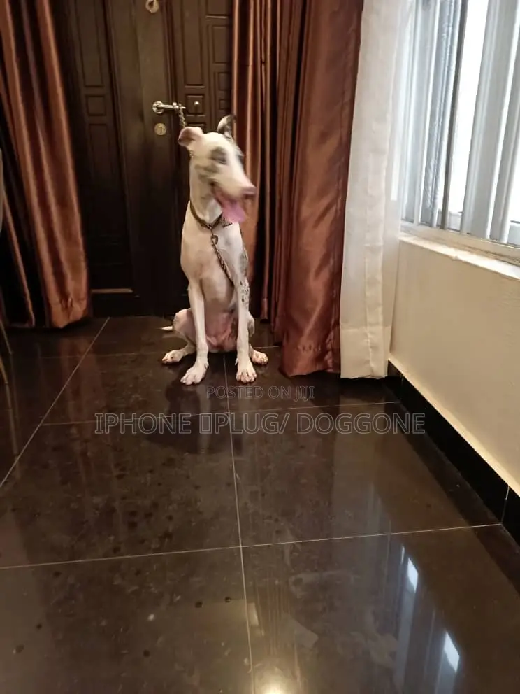 1+ year Female Purebred Great Dane