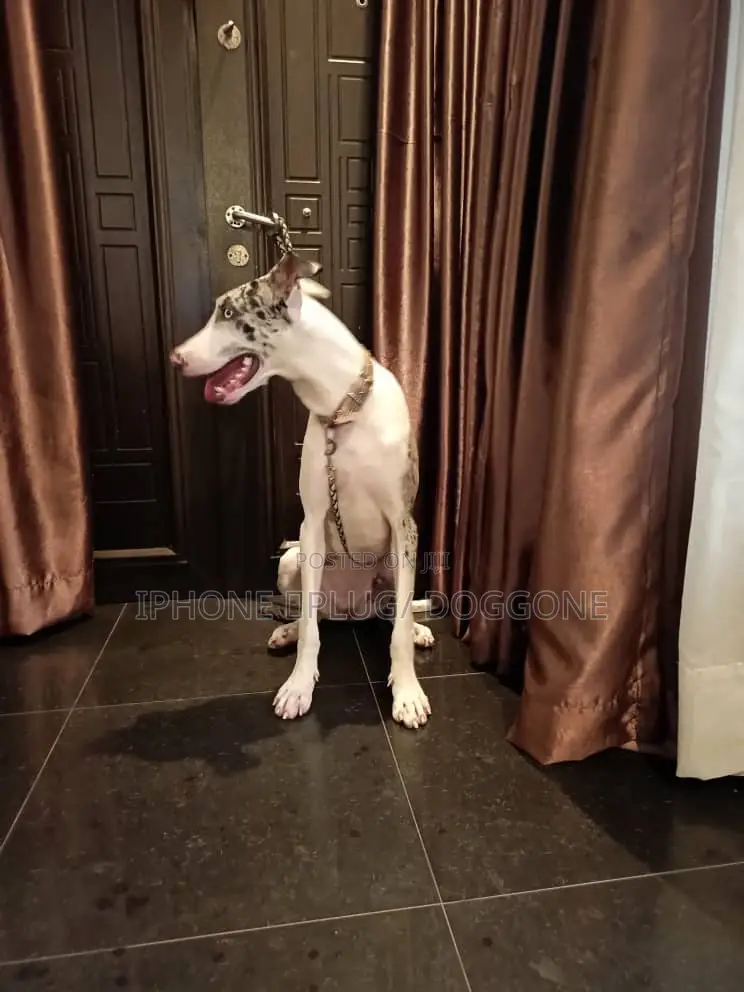 1+ year Female Purebred Great Dane