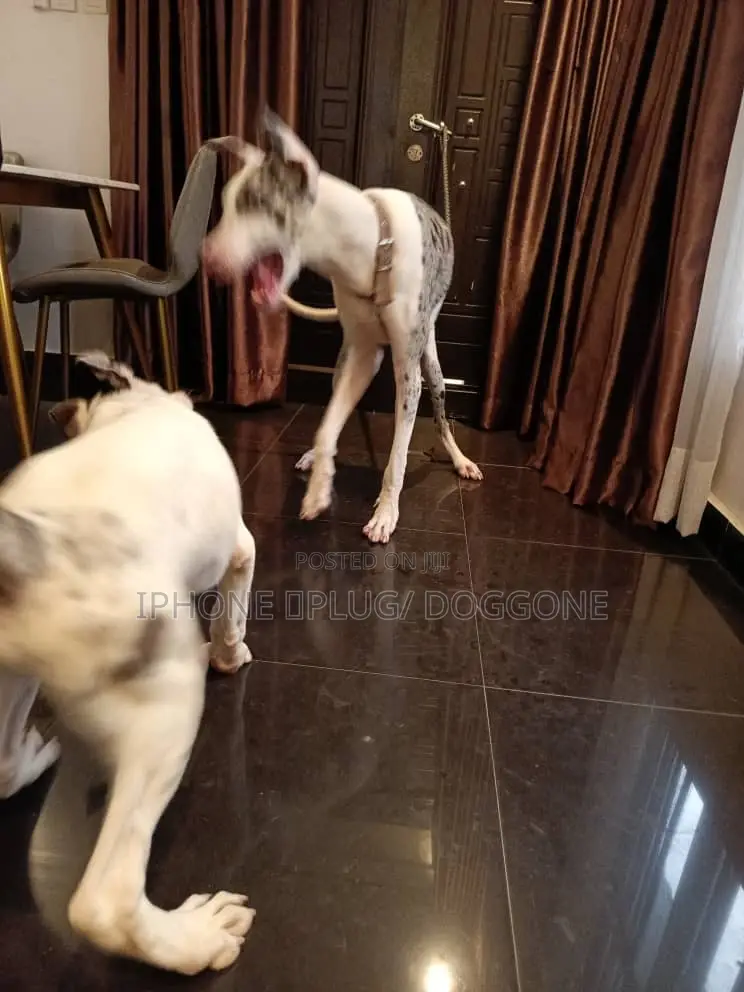1+ year Female Purebred Great Dane