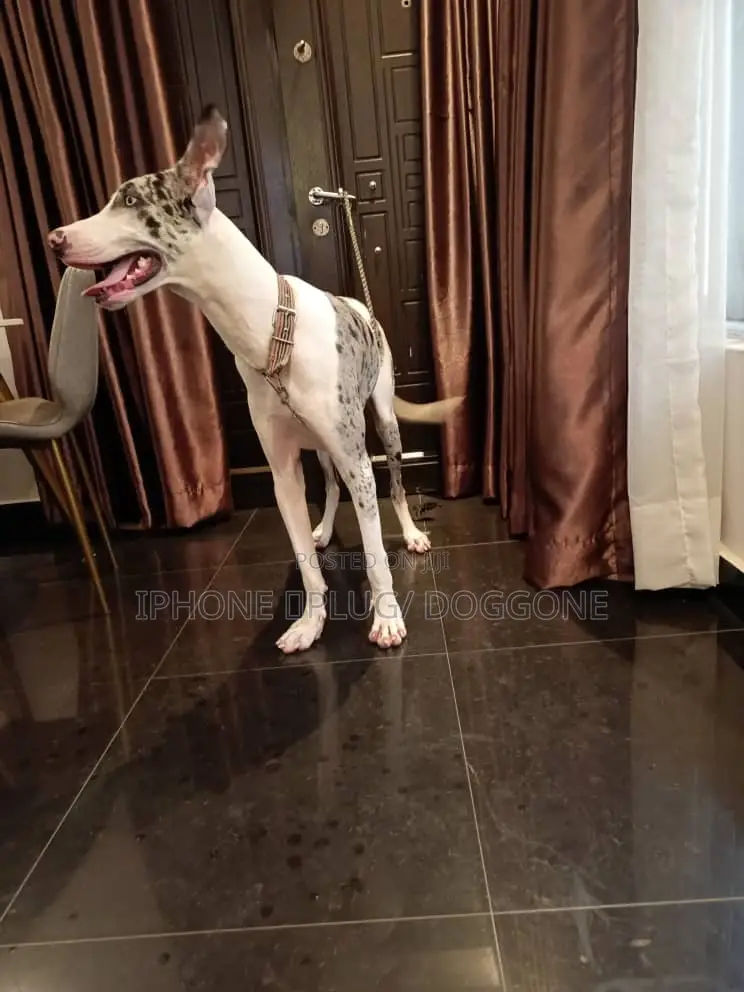 1+ year Female Purebred Great Dane