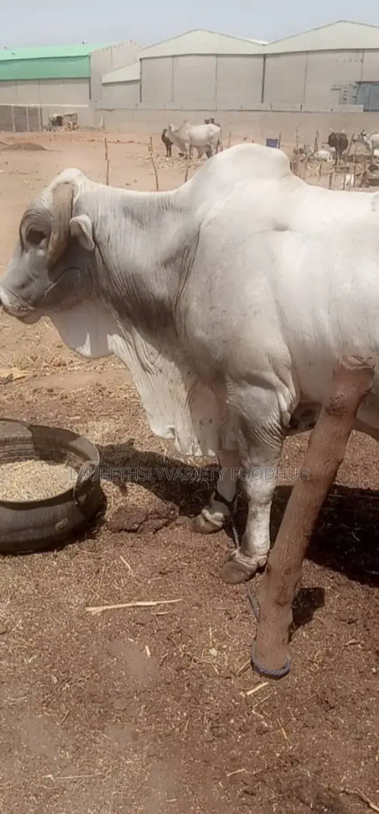 Premium Cows for Sale!