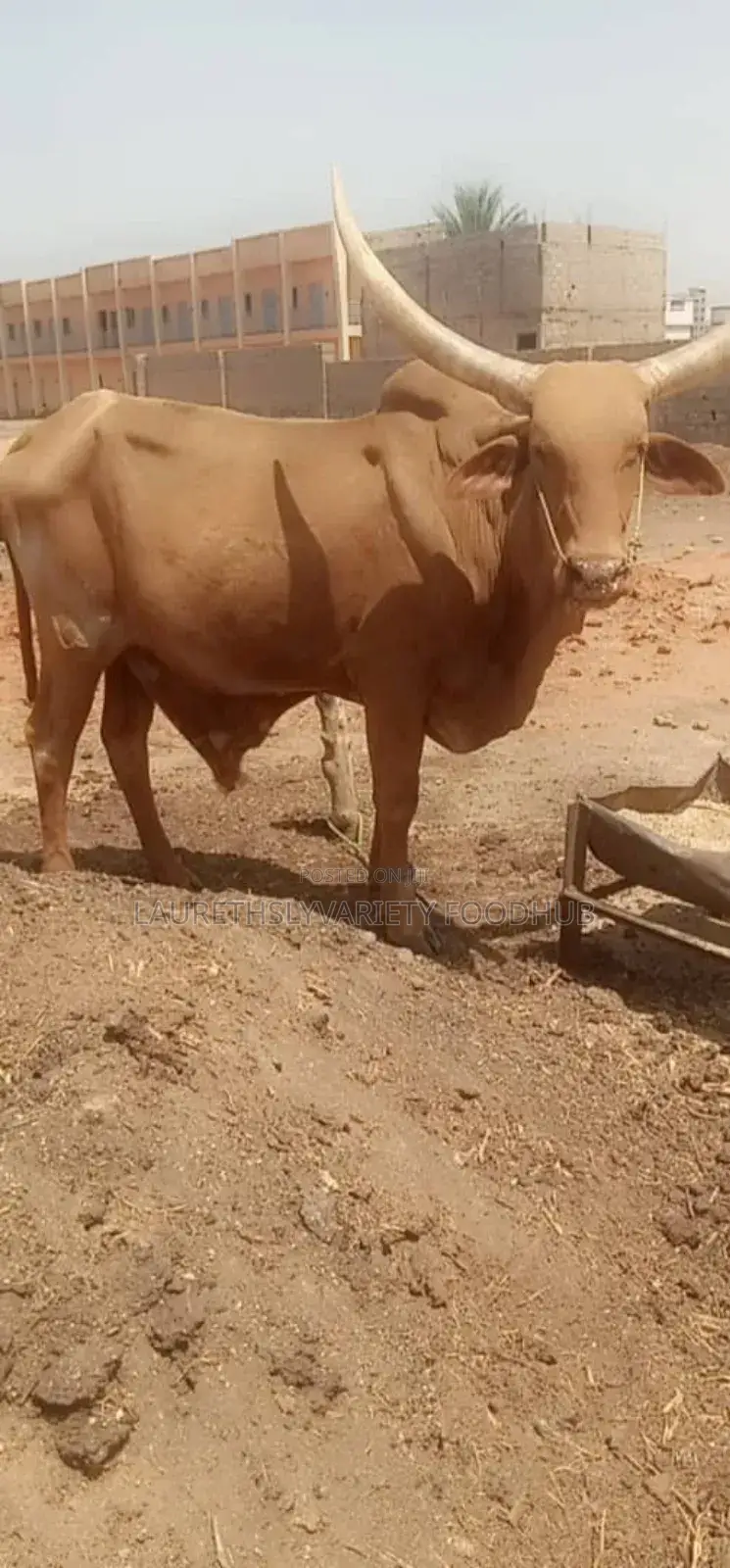 Premium Cows for Sale!