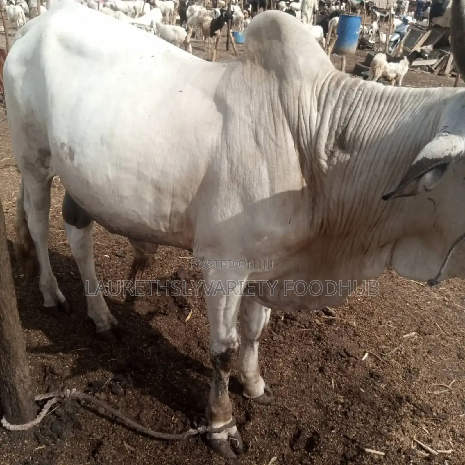Premium Cows for Sale!