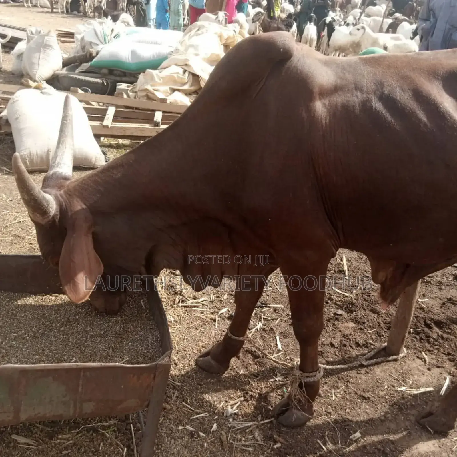 Premium Cows for Sale!
