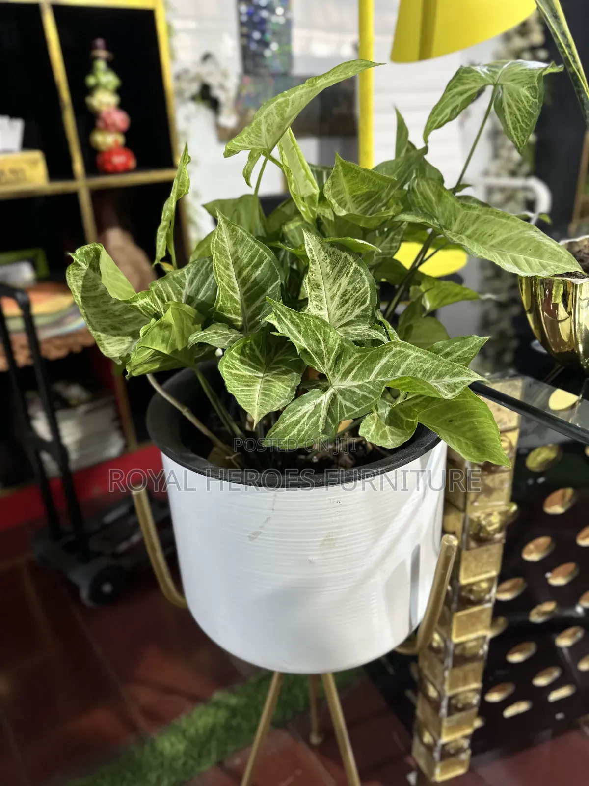 Potted Golden Pothos Plant