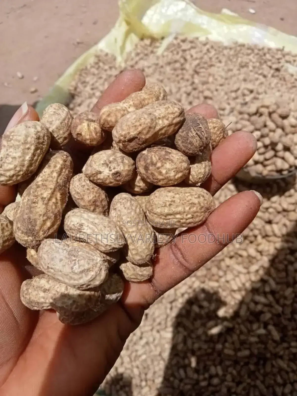 Fresh Groundnut for Sale | Clean Quality Supply