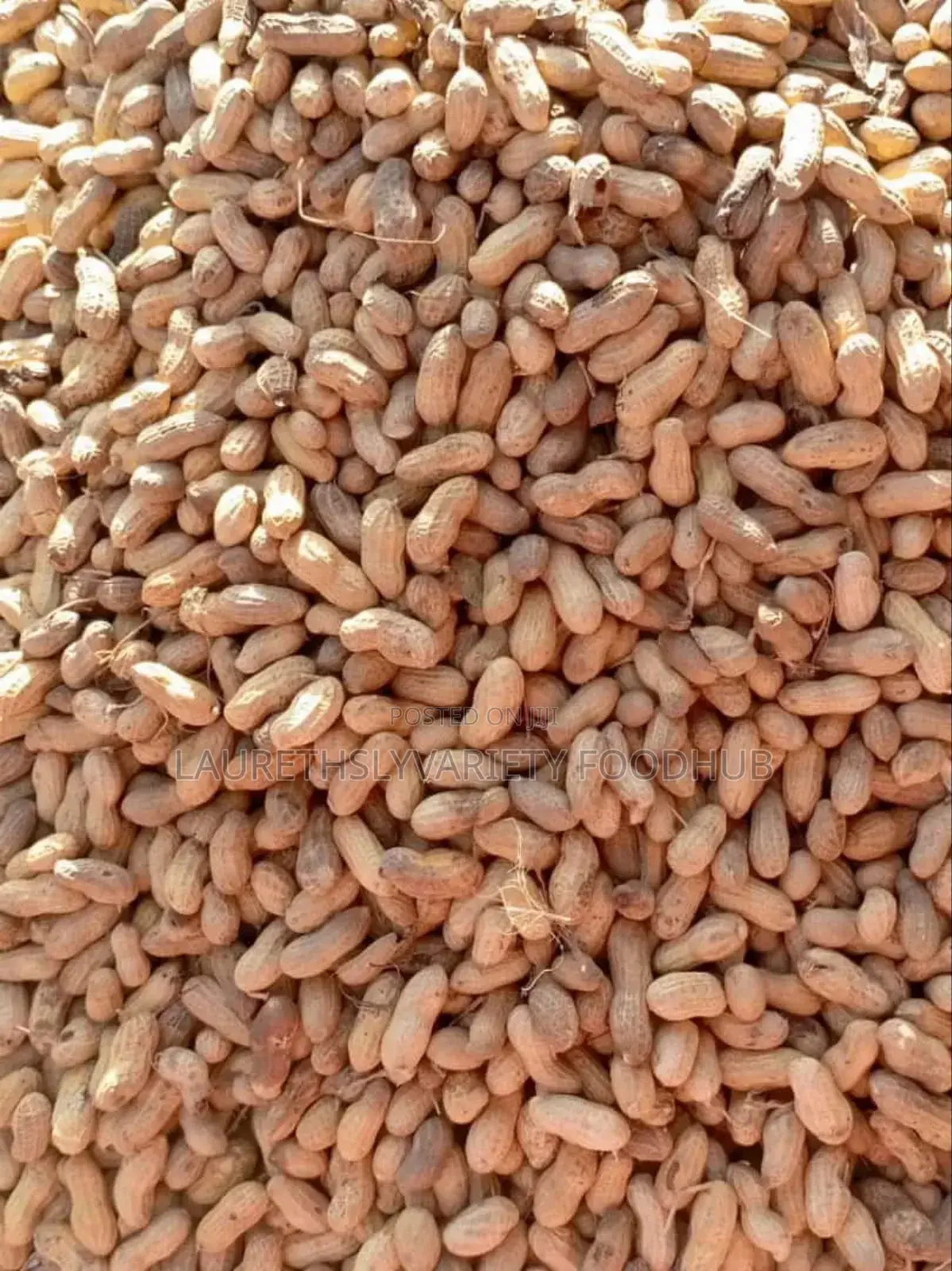 Fresh Groundnut for Sale | Clean Quality Supply
