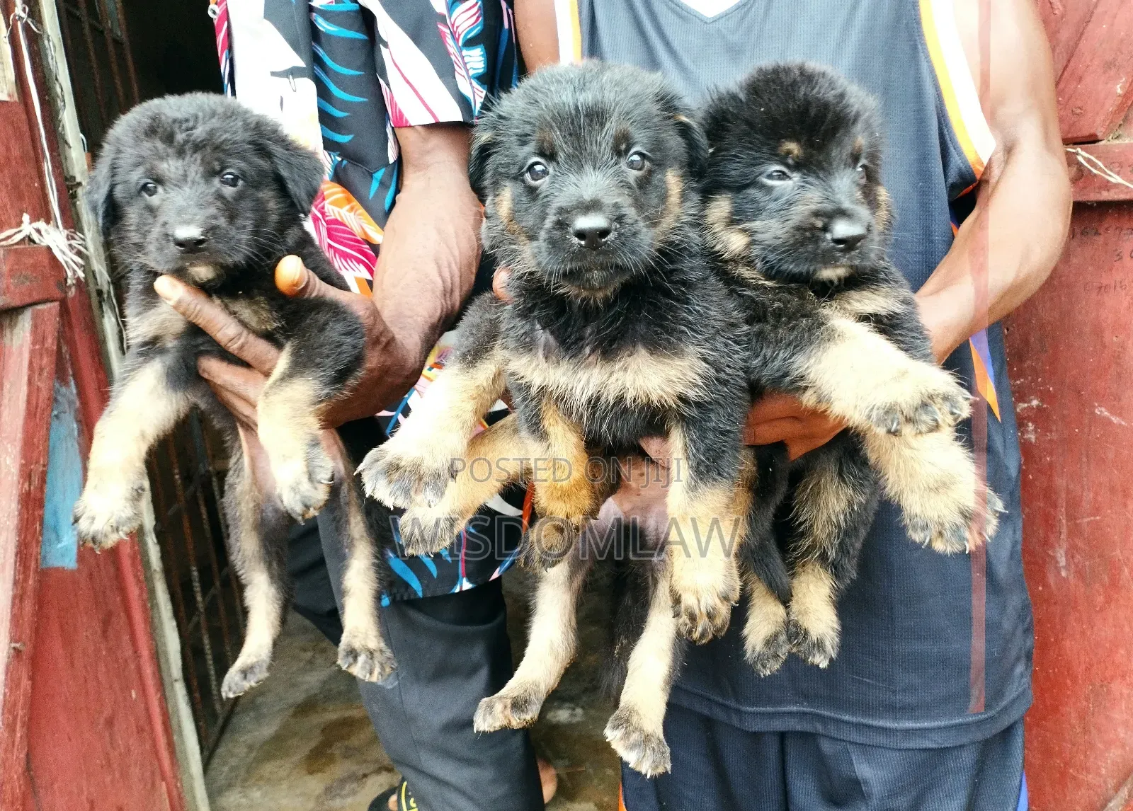 1-3 months Male Purebred German Shepherd