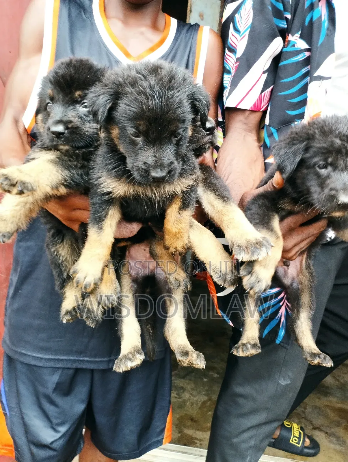 1-3 months Male Purebred German Shepherd