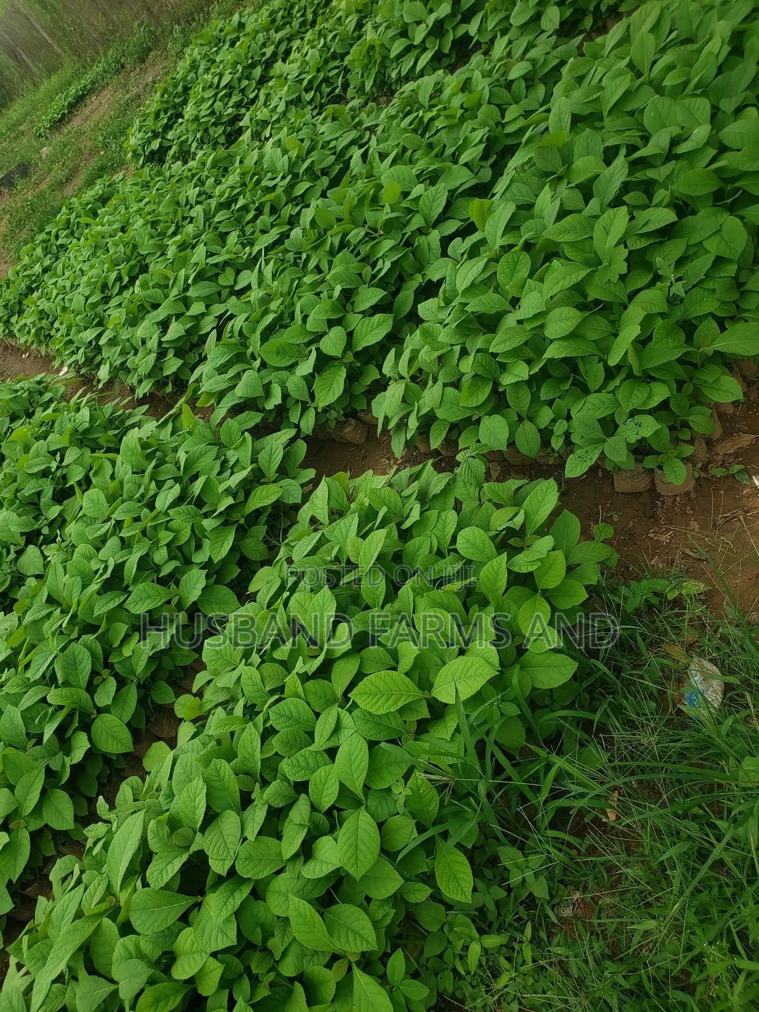 Teak Wood Seedlings Tectona Grandis