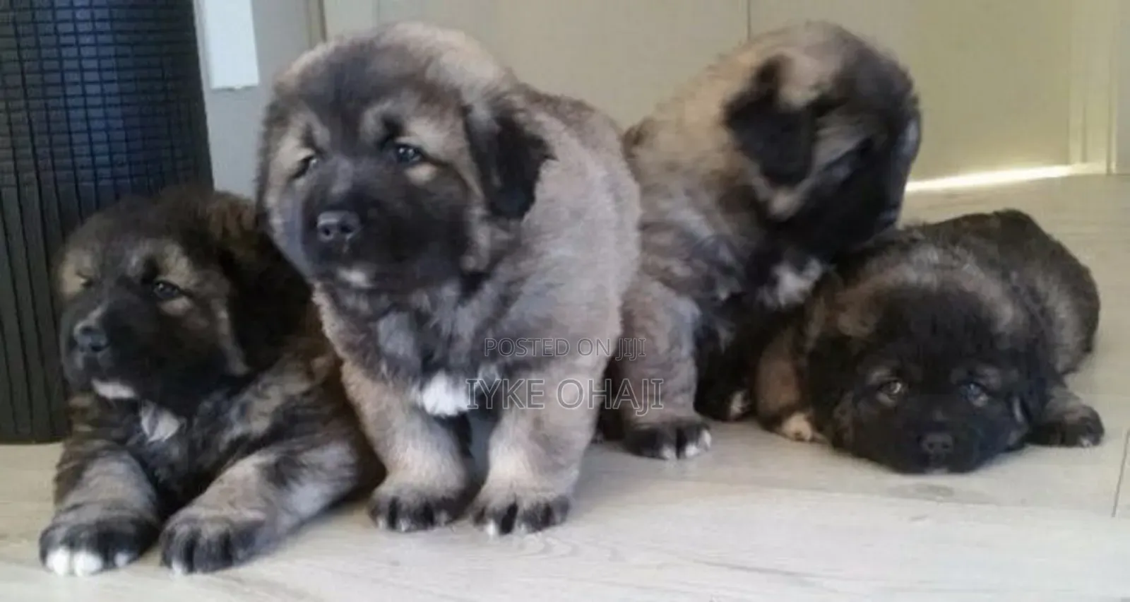 1-3 months Female Purebred Caucasian Shepherd