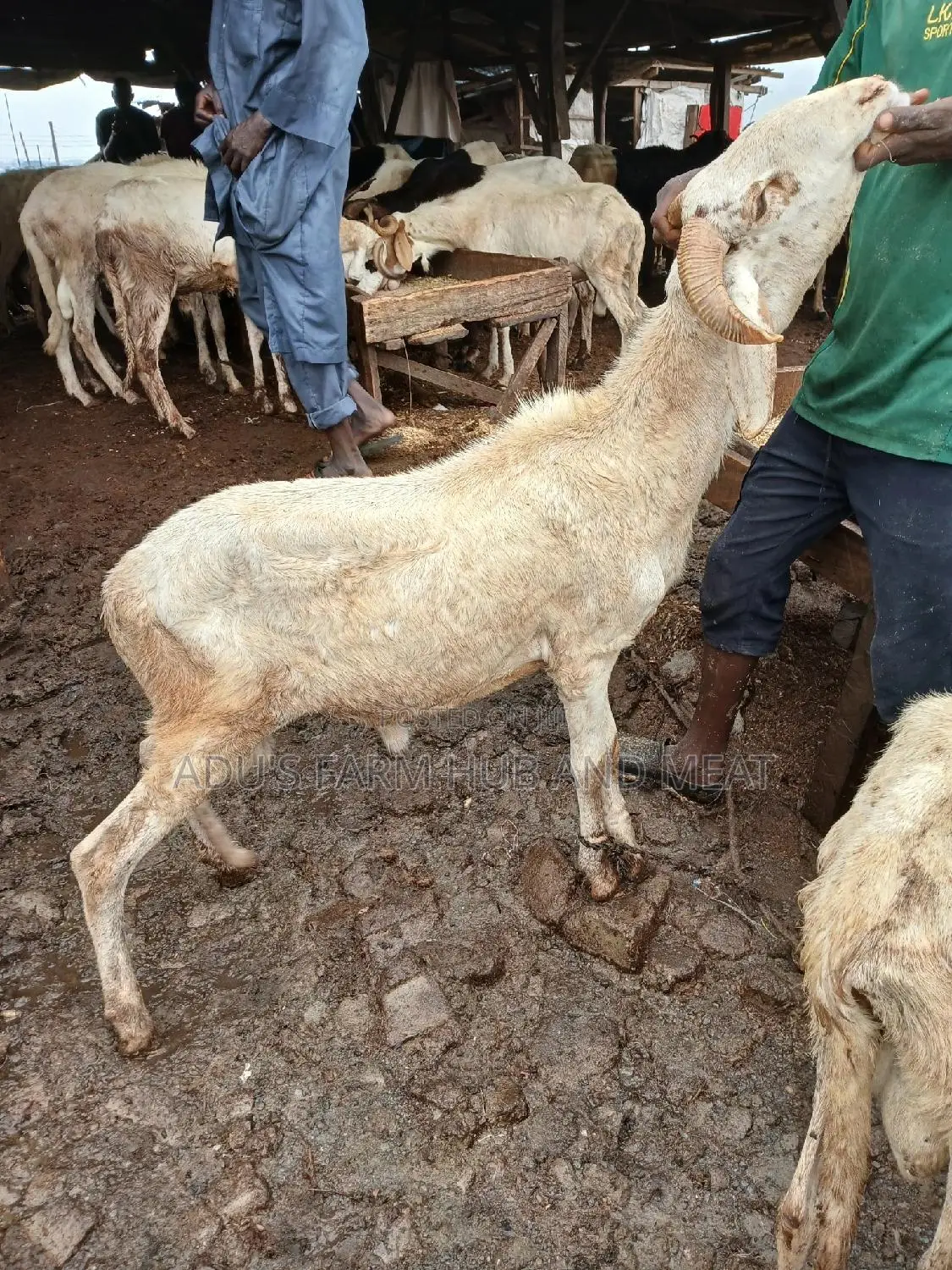 Healthy Rams