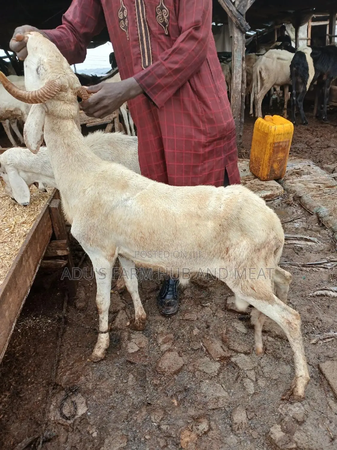 Healthy Rams